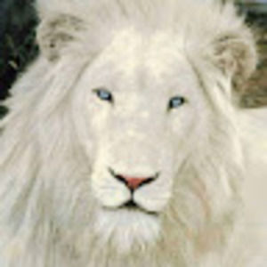 Meet your Posher, Horace